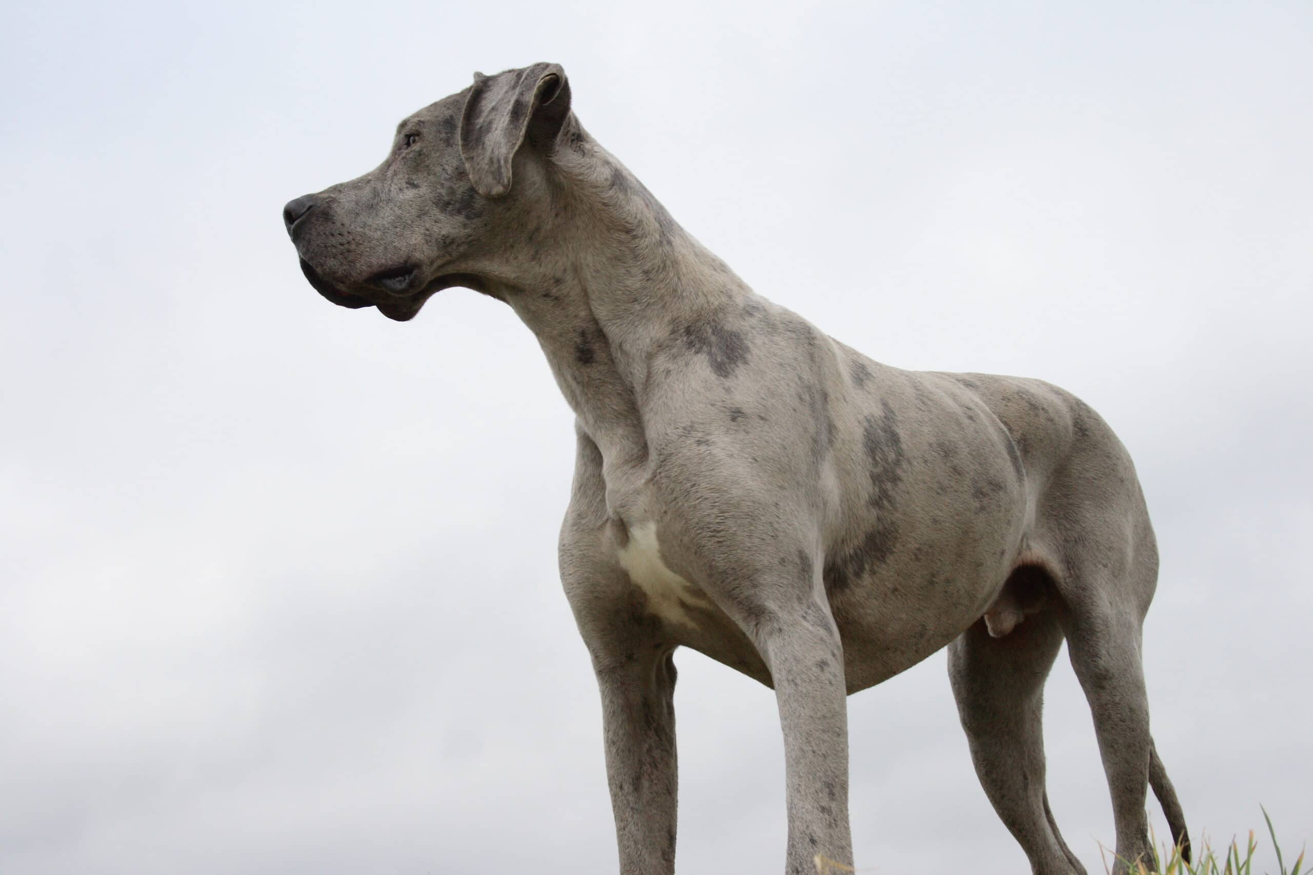 Größter Hund der Welt George